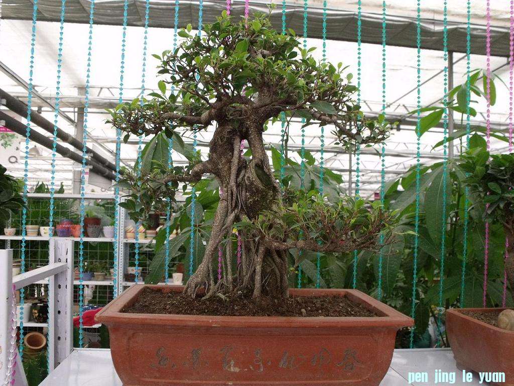 DSCF2592.JPG