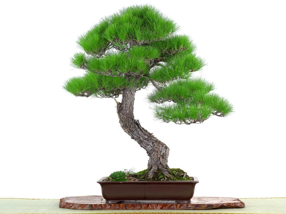 igiicghbjf_232_XL.jpg