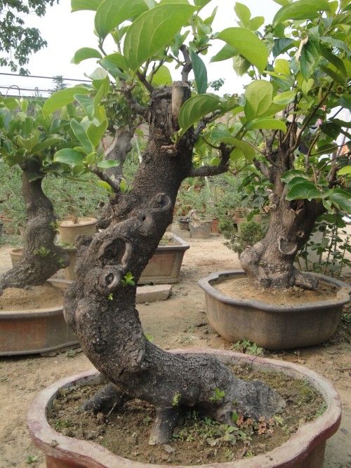 DSC02773_conew1.jpg