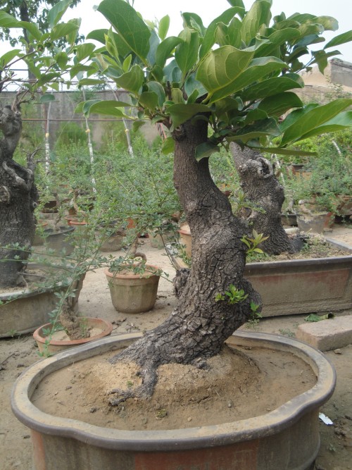 DSC02774_conew1.jpg