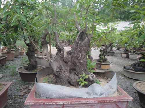 DSC02788_conew1.jpg