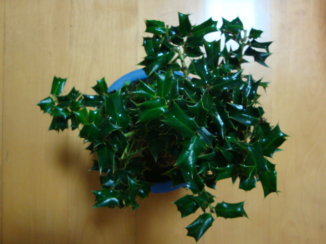DSC06775.JPG