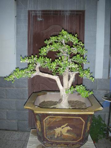 С DSCN3331.jpg