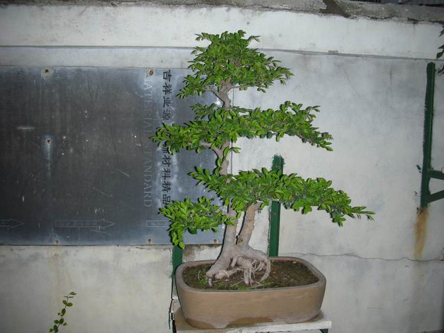 С DSCN3332.jpg