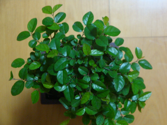 DSC06806.JPG