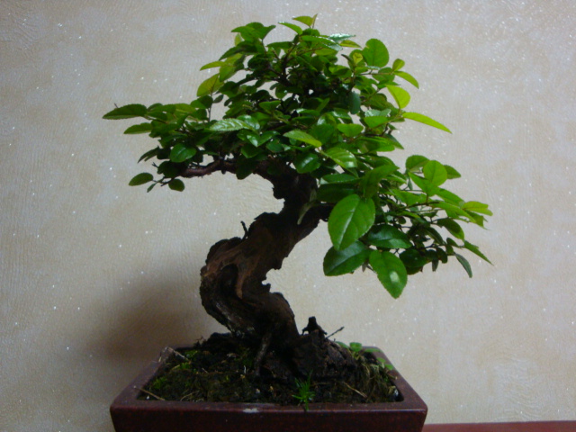 DSC06802.JPG