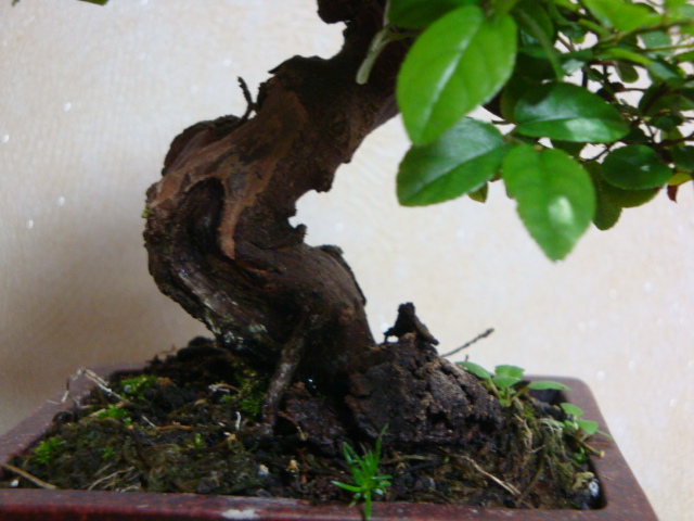 DSC06803.JPG