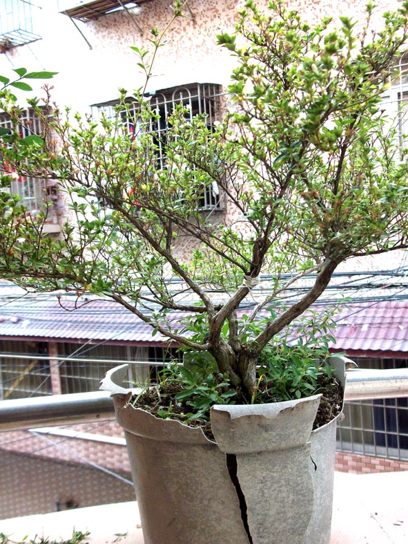 DSCF4979.JPG