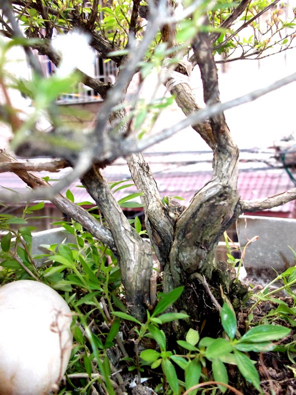 DSCF4984.JPG
