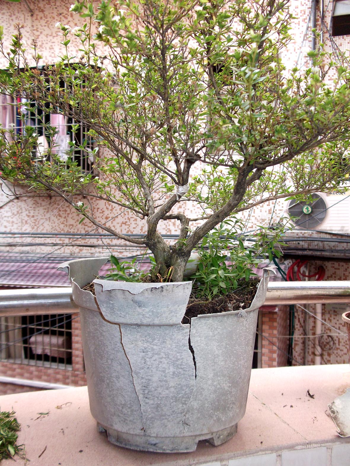 DSCF4988.JPG