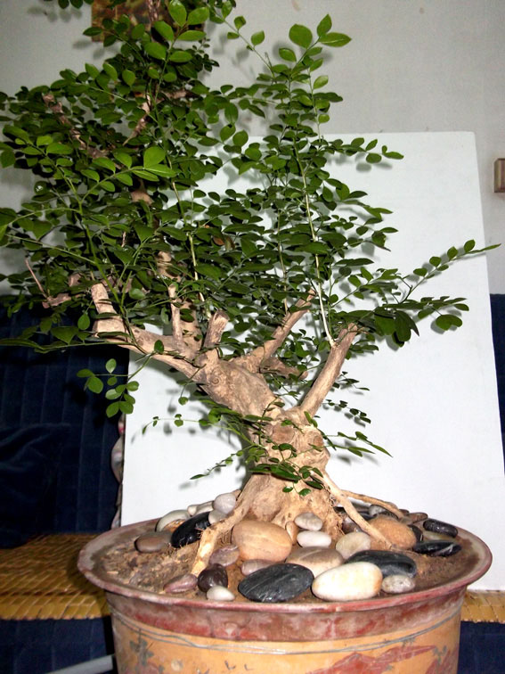 DSCF4954 .jpg