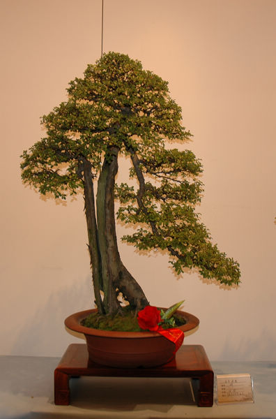 DSC_0246.JPG