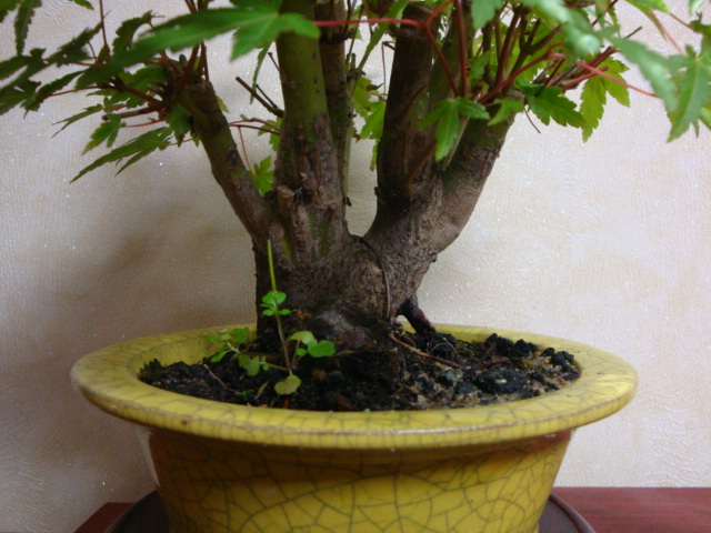 DSC06813.JPG