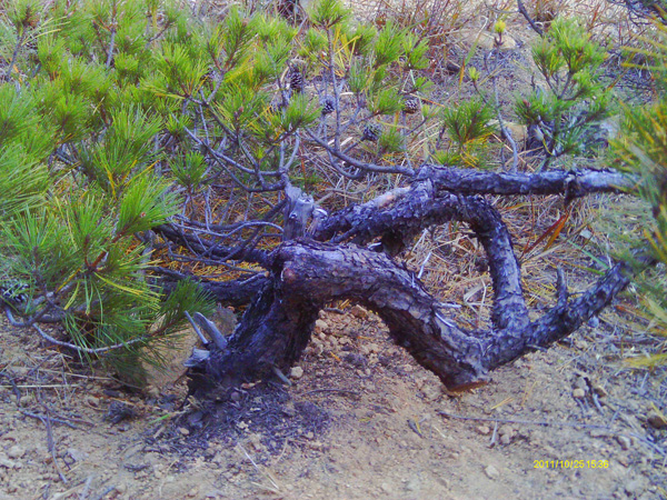 IMAG0011.JPG