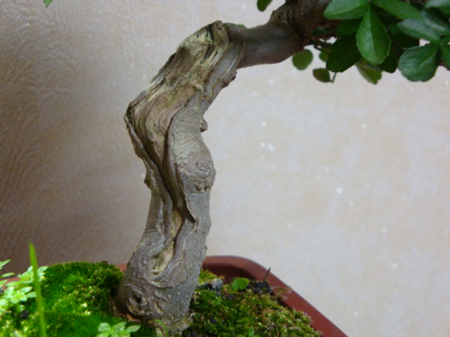 DSC06833.JPG