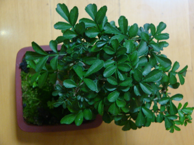 DSC06835.JPG