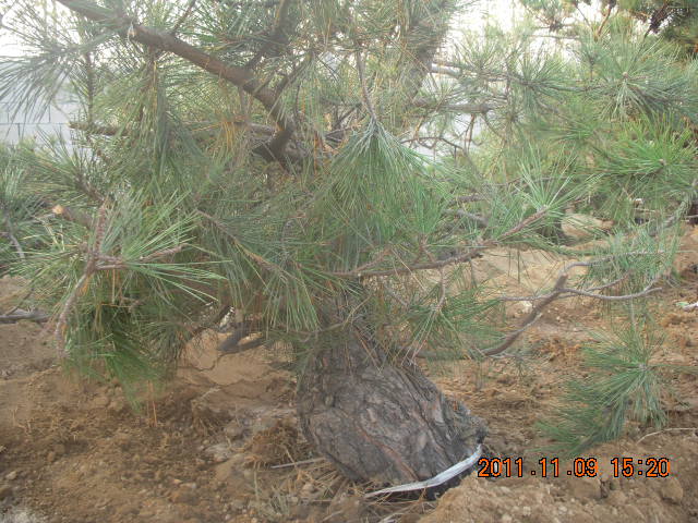 DSCN2171.JPG