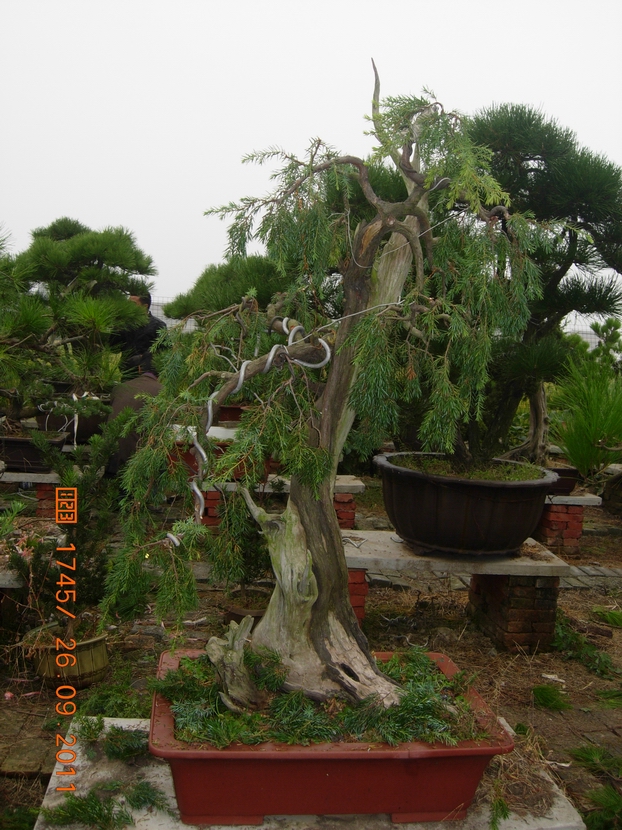 DSCN4413.JPG