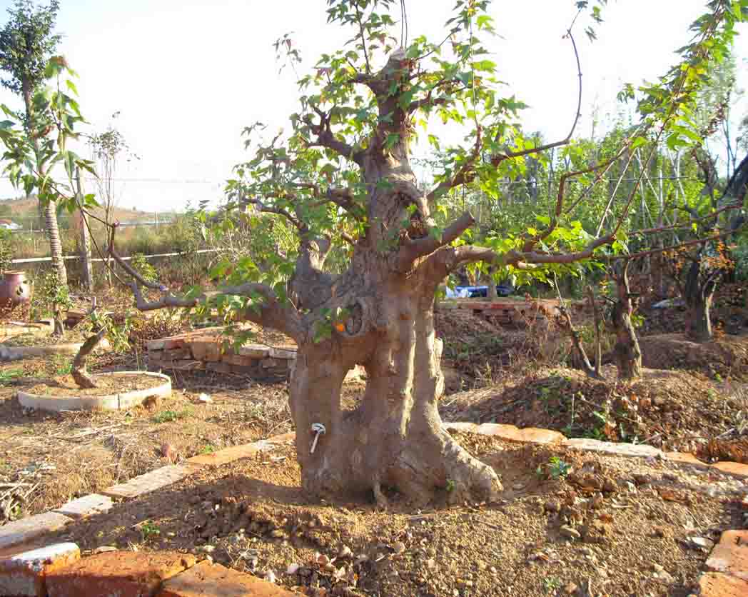 SDC12424.JPG