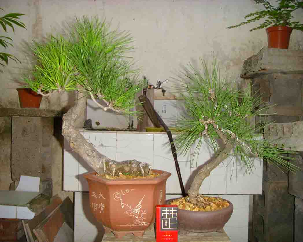 SDC12482.JPG