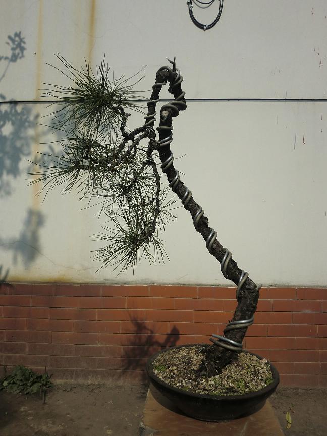 CIMG2007a.JPG