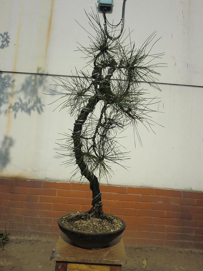 CIMG2008a.JPG