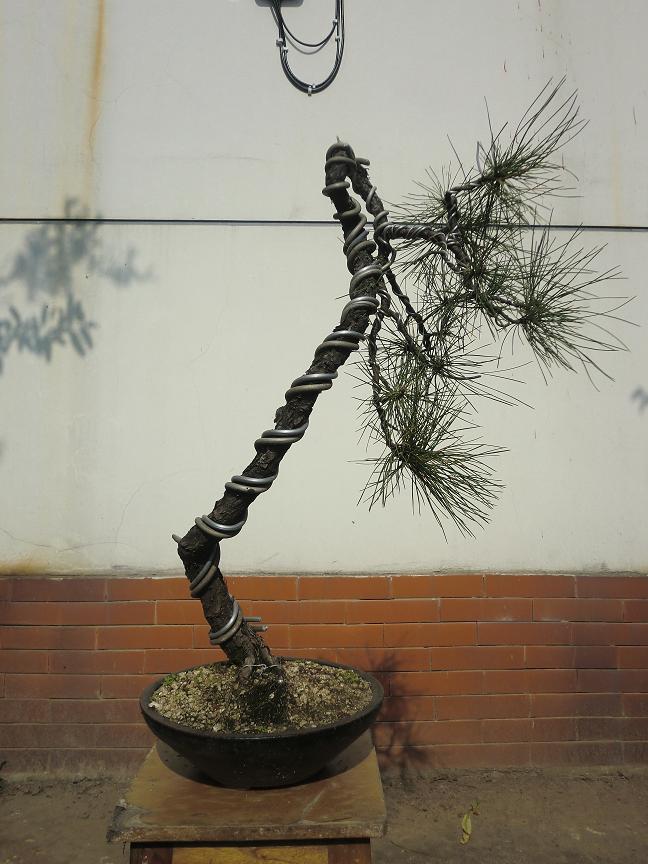 CIMG2009a.JPG