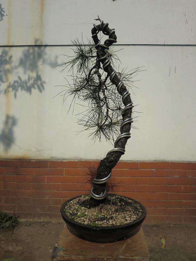 CIMG2010a.JPG