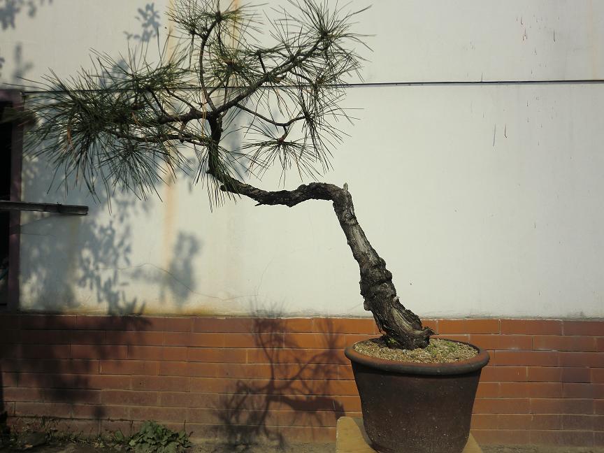 CIMG2011b.JPG