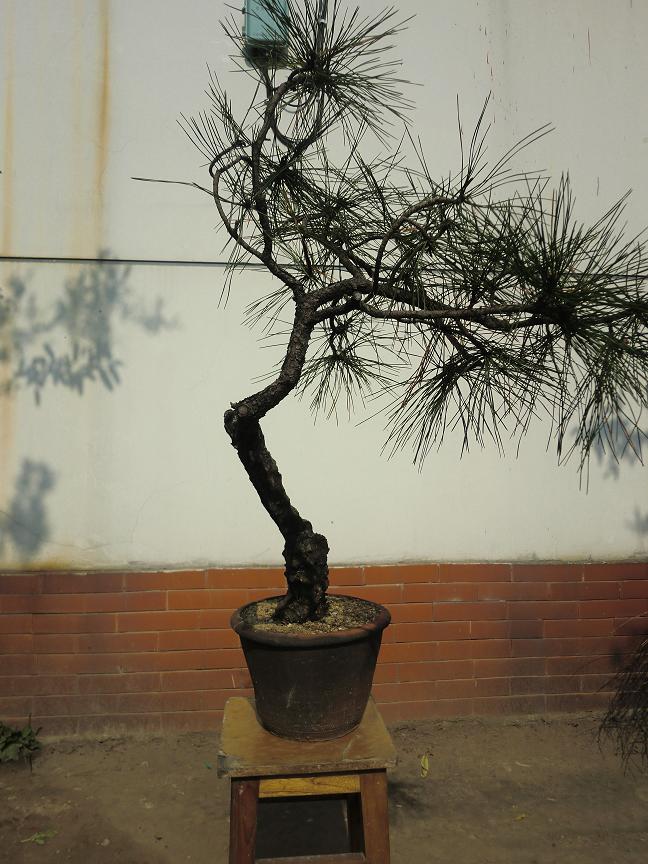 CIMG2012b.JPG
