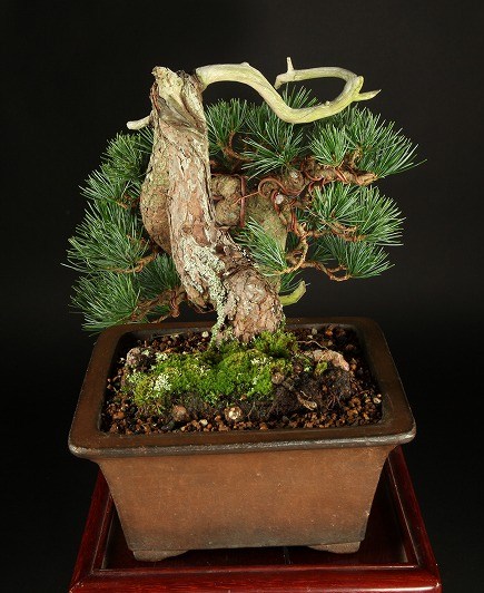 435x532-img_1539.jpg