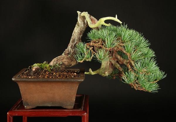 600x417-img_1548.jpg