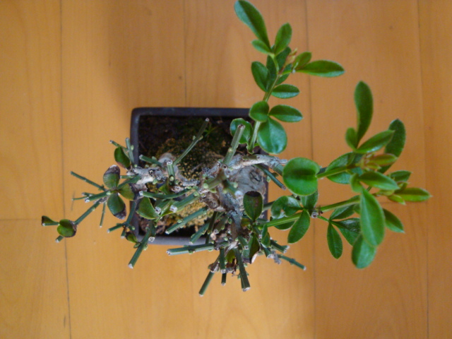 DSC06862.JPG