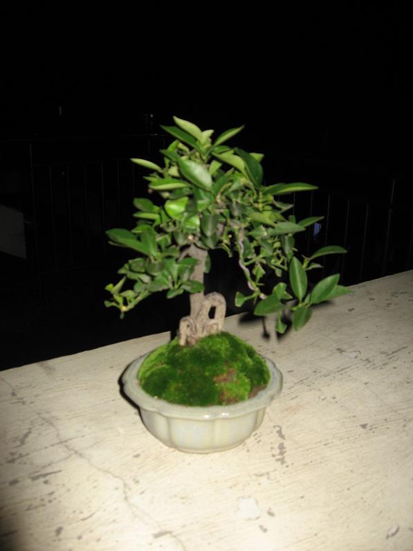Ƭ 068.jpg