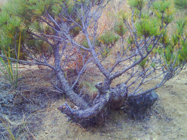 IMAG0036.JPG