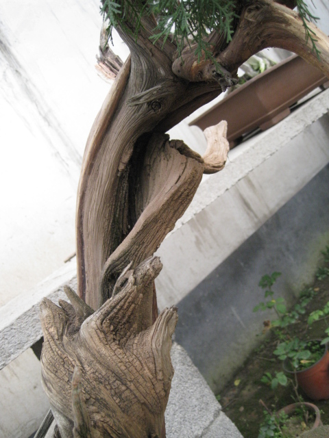 IMG_4137.JPG