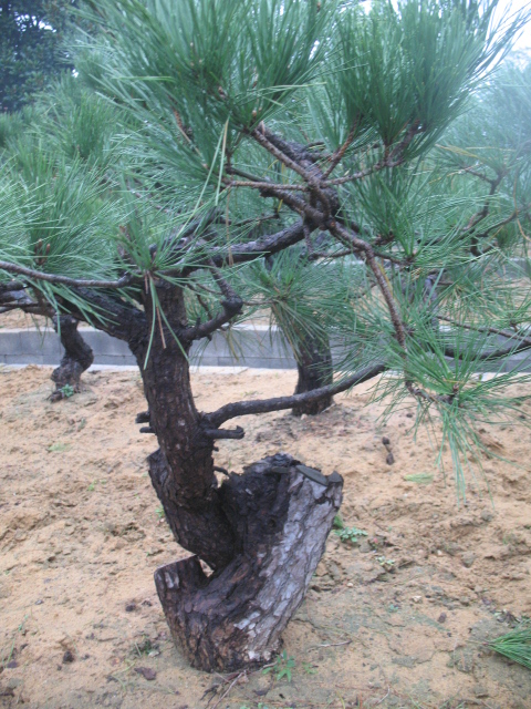 2011.11.16 006.jpg