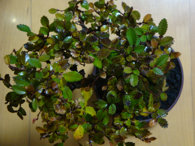 DSC06870.JPG