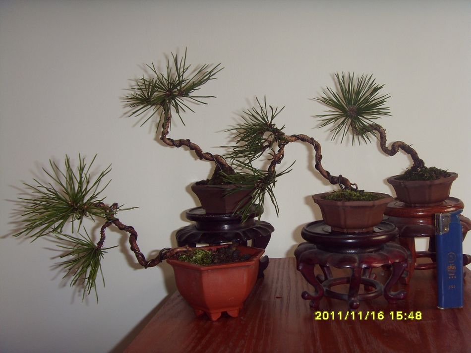 SDC12319.JPG