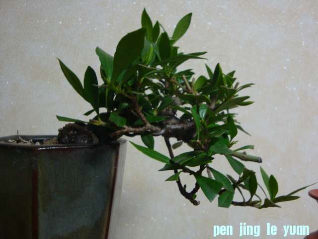 DSC06879.JPG