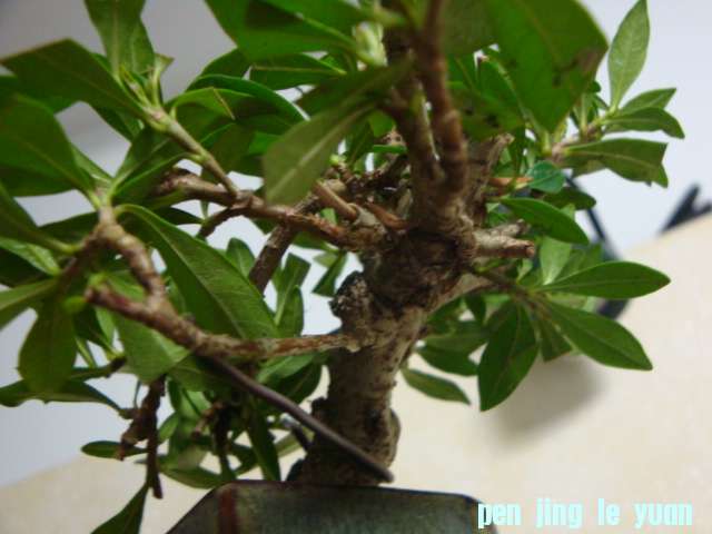 DSC06882.JPG