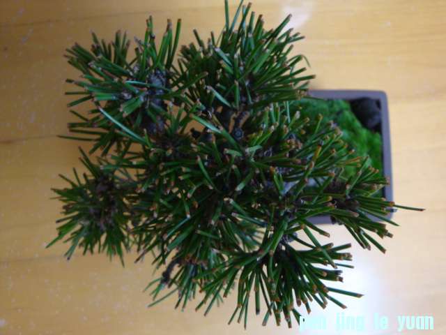 DSC06896.JPG