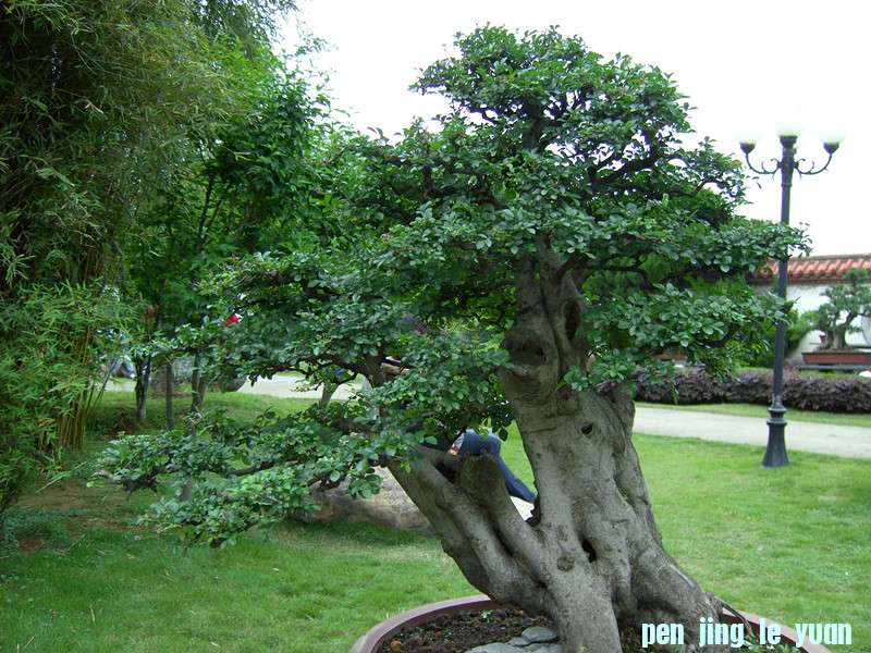 PICT0337_.jpg