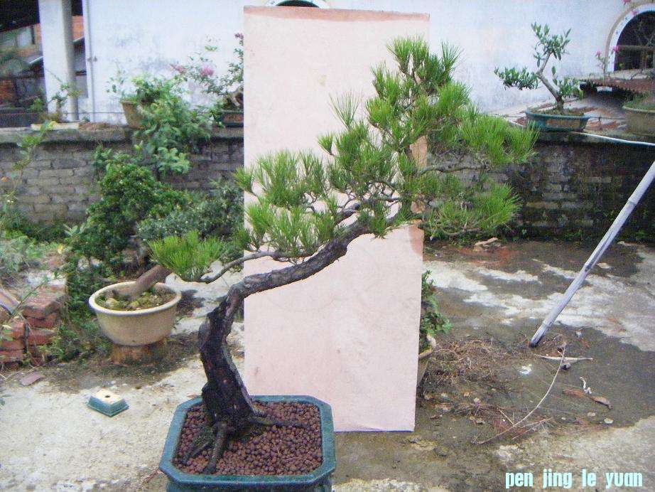 Ƭ 1164.jpg