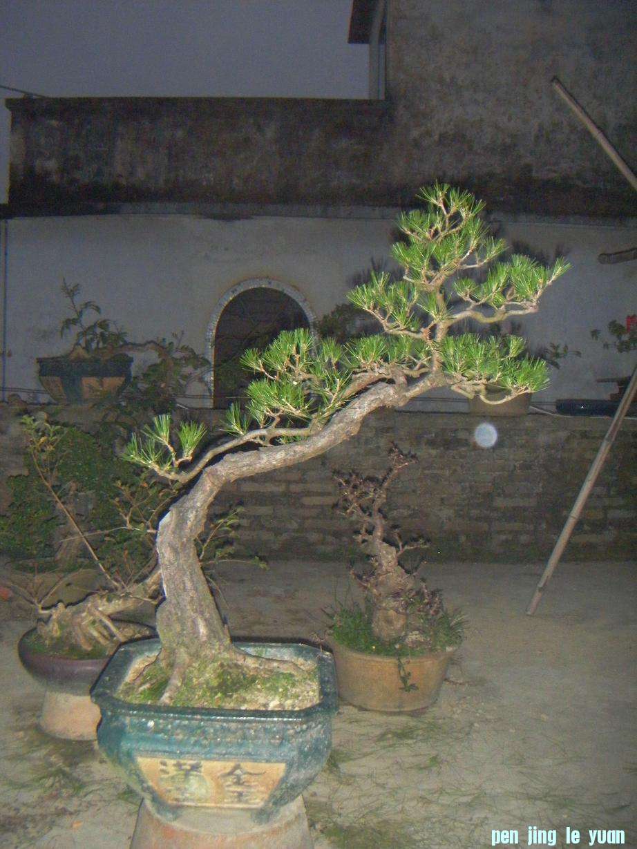 Ƭ 1264.jpg