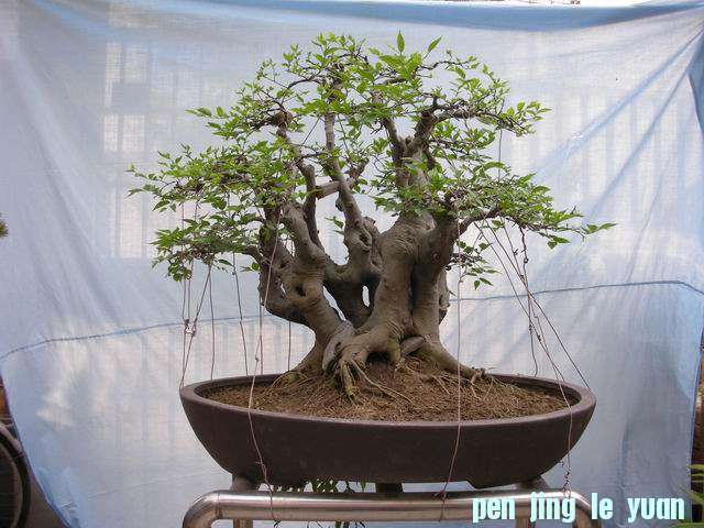 С DSCN3724.jpg