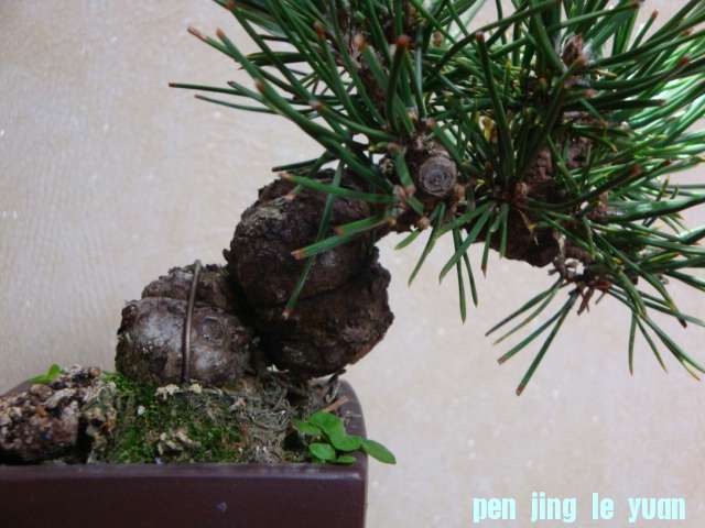 DSC06932.JPG