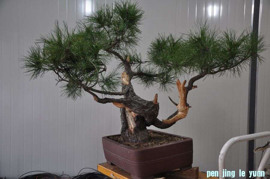 Ƭ 038.jpg