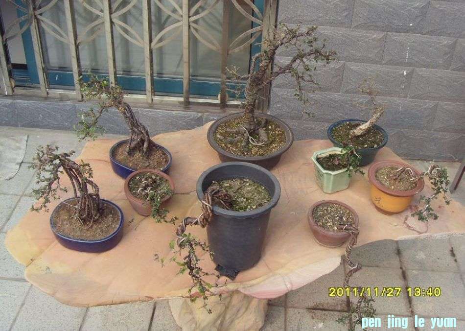 SDC12380.JPG