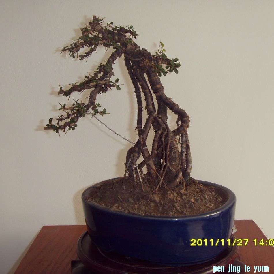 SDC12399.JPG